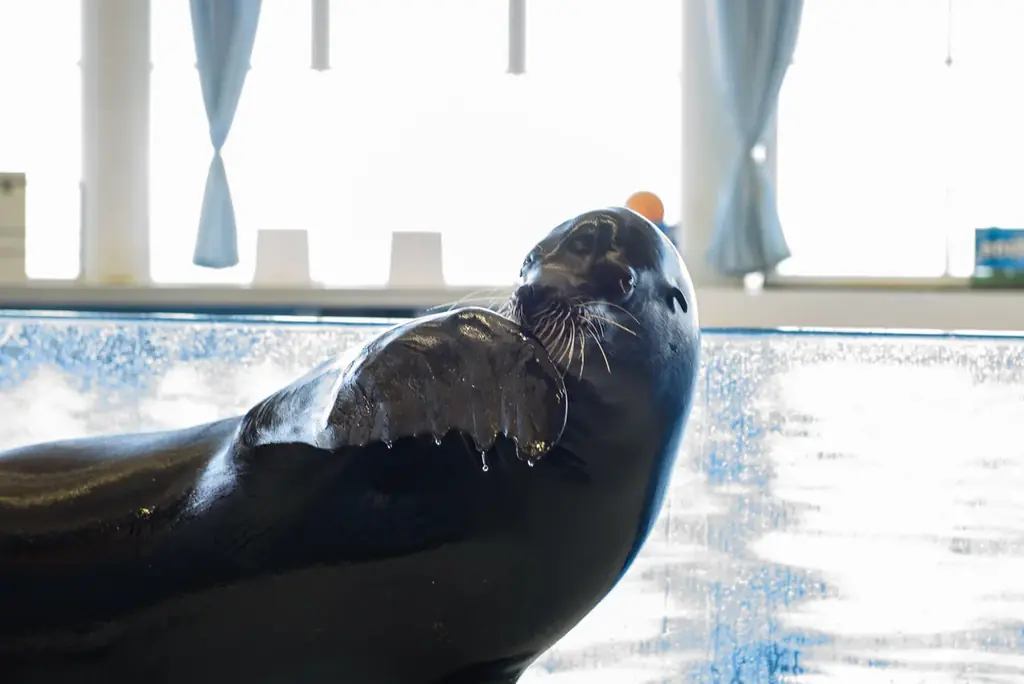 開館以来初！３月１２日(木)、イルカ・アシカオーシャンライブが大規模リニューアル！ 画像 3