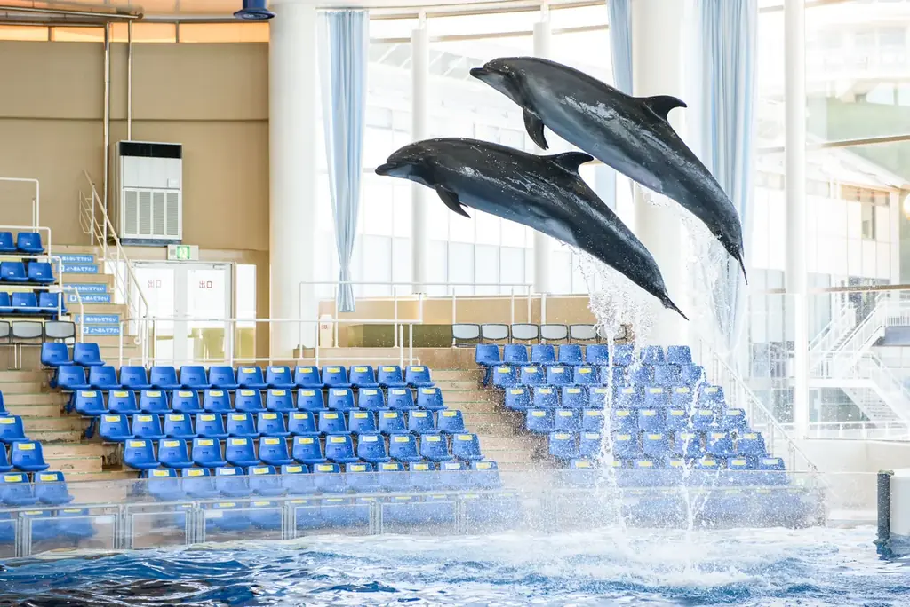 開館以来初！３月１２日(木)、イルカ・アシカオーシャンライブが大規模リニューアル！ 画像 4
