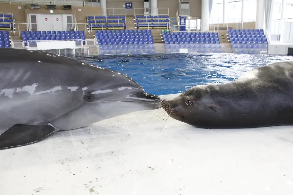 開館以来初！３月１２日(木)、イルカ・アシカオーシャンライブが大規模リニューアル！ 画像 6