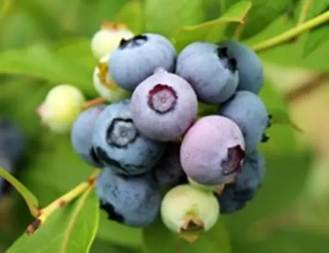 【JAF愛知】学生考案！「おいでん！奥三河しょく旅めぐり ～5つの“しょく”を“いっしょくた”～」ドライブスタンプラリーを開催します 画像 7