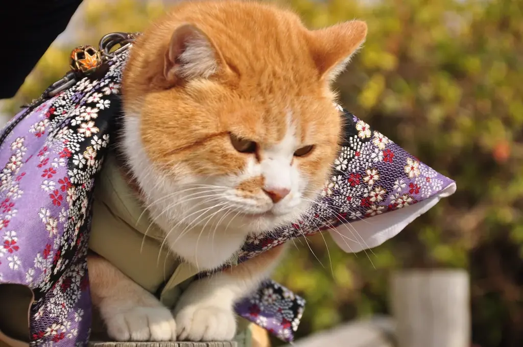 2月22日放送｜satonoka『猫の日』特集1時間