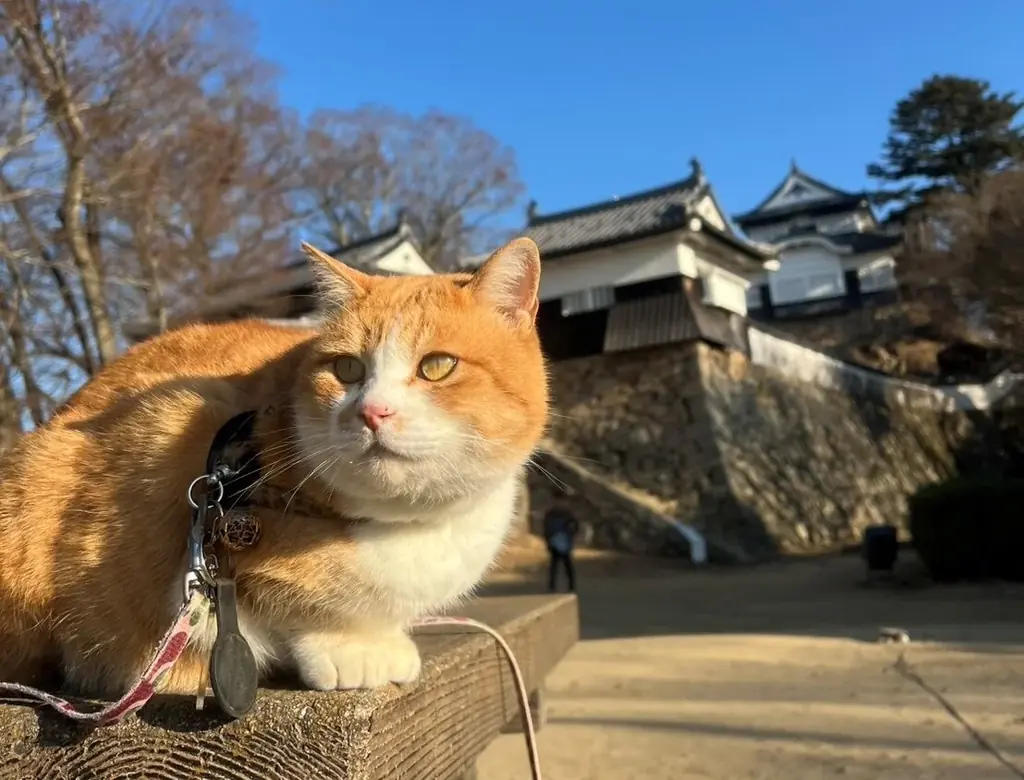 2月22日は「猫の日」！　「密着！猫城主さんじゅーろーの1日」ほか猫番組をたっぷり放送！ 画像 2
