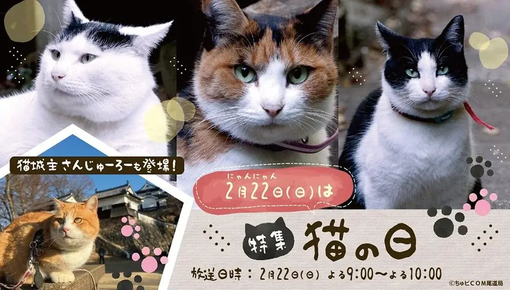 2月22日は「猫の日」！　「密着！猫城主さんじゅーろーの1日」ほか猫番組をたっぷり放送！ 画像 3