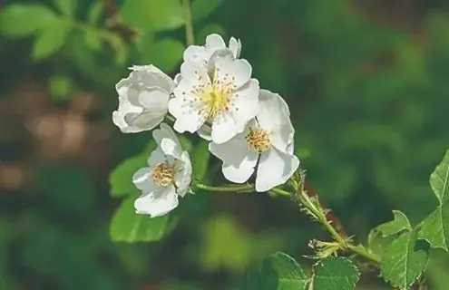 乾燥する大人の肌悩みに寄り添う美容液『アニーヴェネス ピュアエッセンシャル オイル』2月25日（水）新発売 画像 4