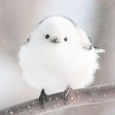 「ぼく、シマエナガ。」コラボレーション　シマエナガランチ 春～Like Afternoon Tea～　Very Berry SPRING! 苺とベリーづくしのアフタヌーンティー風ランチ 画像 2