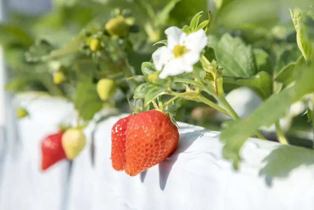 農業×再生可能エネルギー×商業施設の連携で実現する地域共創 画像 5