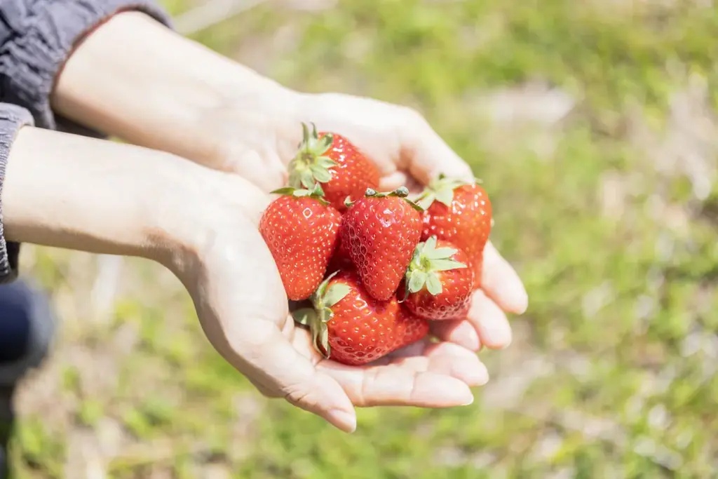 農業×再生可能エネルギー×商業施設の連携で実現する地域共創 画像 7