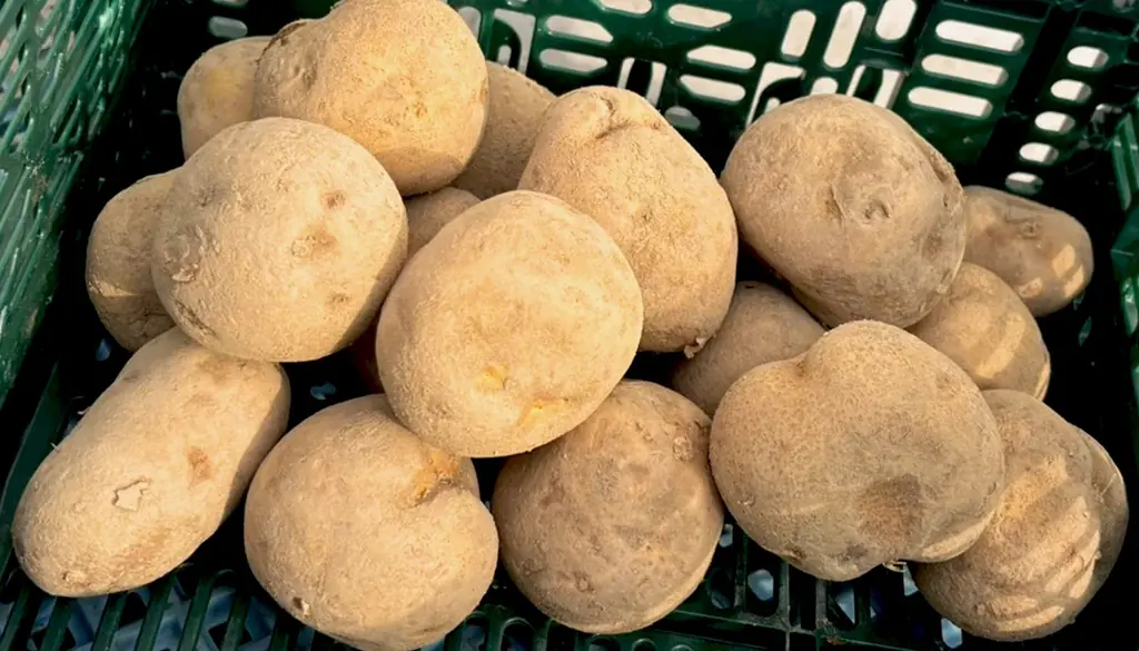 『少女☆歌劇 レヴュースタァライト』露崎まひるの実家「つゆざきファーム」の世界観を食卓へ！北海道産じゃがいもセット（特製ダンボール入り）＆描き下ろしグッズが発売決定！ 画像 3