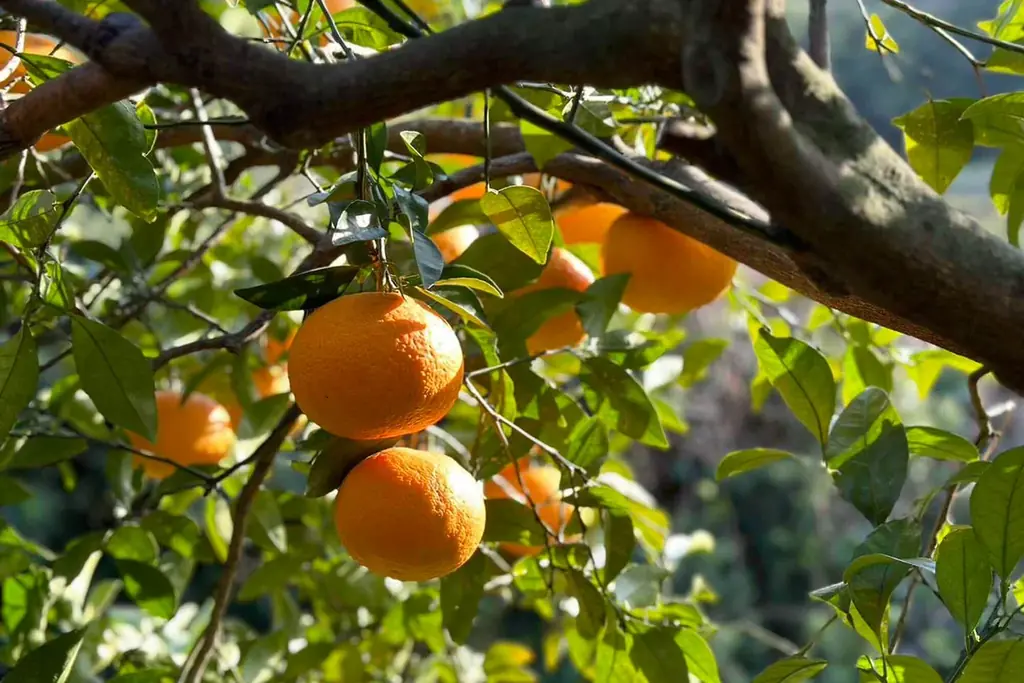 Minimalから、甘夏や黒糖ミルク、苺を添えた、1ヵ月だけの限定スイーツ登場。バニラとクローブの特製“水ガナッシュ”の出来立てフォンダンショコラ。 画像 3