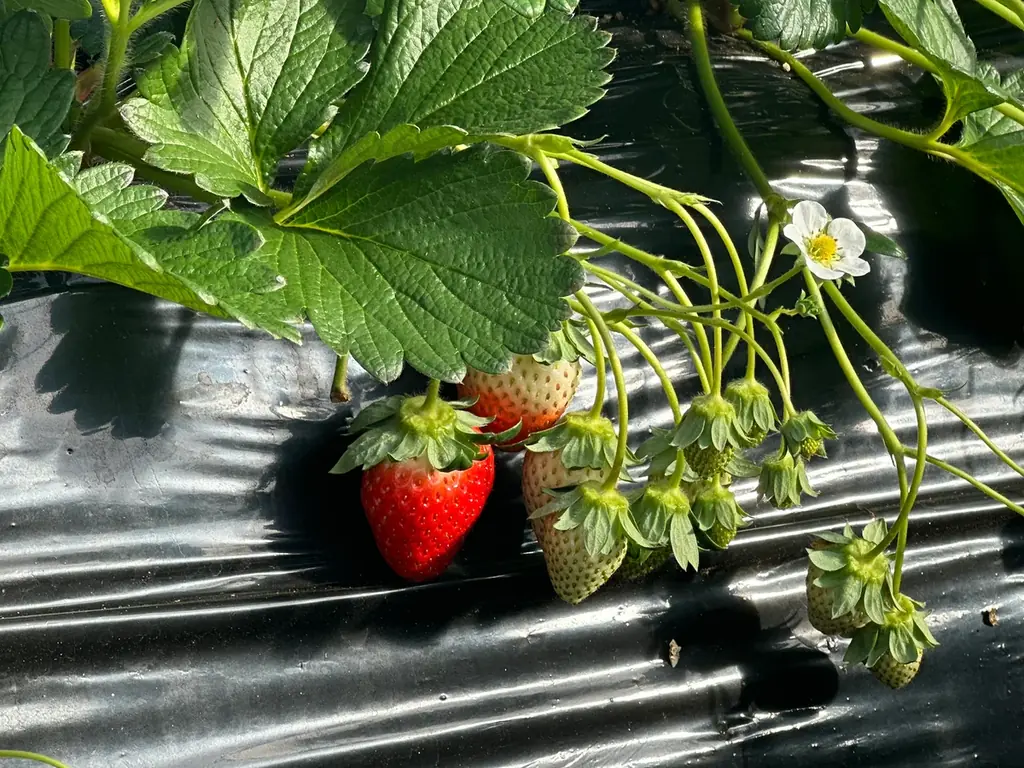 Minimalから、甘夏や黒糖ミルク、苺を添えた、1ヵ月だけの限定スイーツ登場。バニラとクローブの特製“水ガナッシュ”の出来立てフォンダンショコラ。 画像 4