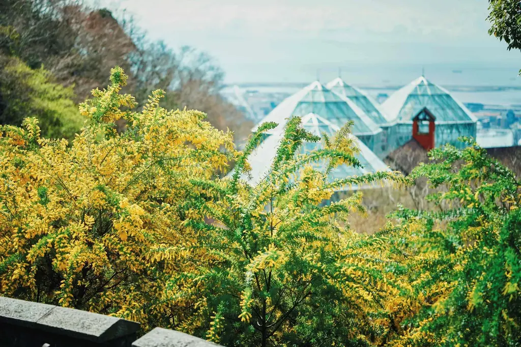 神戸を一望する絶景テラスやラグジュアリーなカフェで「苺づくし」のオリジナルメニューを堪能。山上リゾート「神戸布引ハーブ園」で苺フェア「Strawberry Selection」を5/31まで開催中！ 画像 20