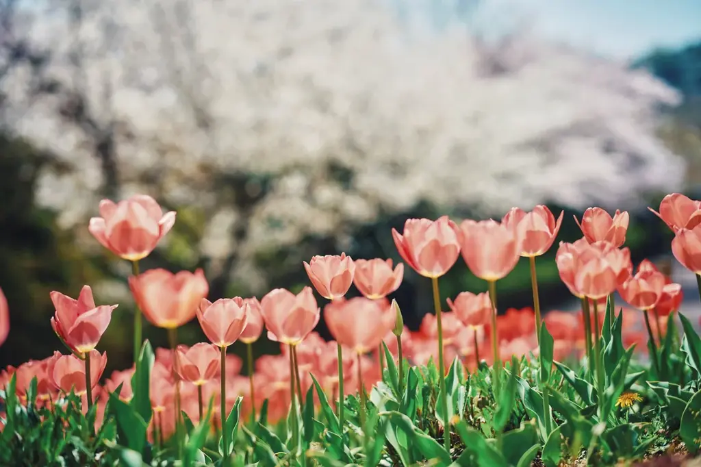 神戸を一望する絶景テラスやラグジュアリーなカフェで「苺づくし」のオリジナルメニューを堪能。山上リゾート「神戸布引ハーブ園」で苺フェア「Strawberry Selection」を5/31まで開催中！ 画像 22