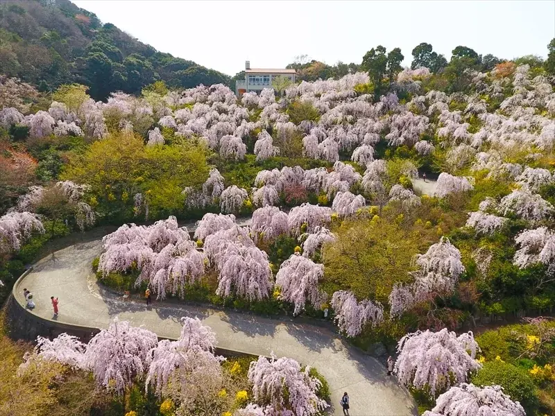【花見山 鳴門】しだれ桜と青い海の絶景☆さくら祭りへホテルから送迎バスが新登場＜3月27日～4月10日＞ 画像 2