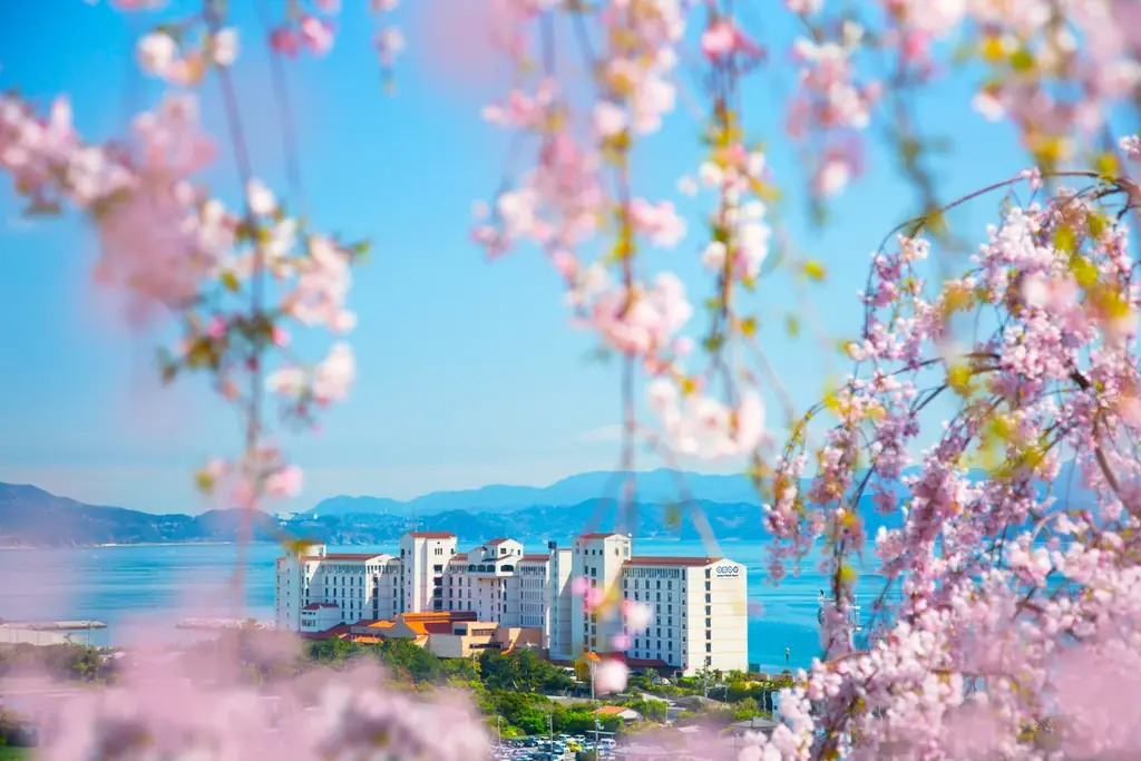 【花見山 鳴門】しだれ桜と青い海の絶景☆さくら祭りへホテルから送迎バスが新登場＜3月27日～4月10日＞ 画像 22