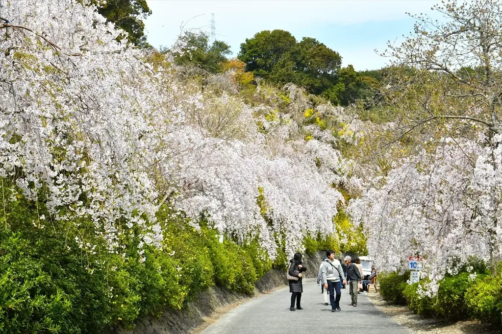 【花見山 鳴門】しだれ桜と青い海の絶景☆さくら祭りへホテルから送迎バスが新登場＜3月27日～4月10日＞ 画像 3
