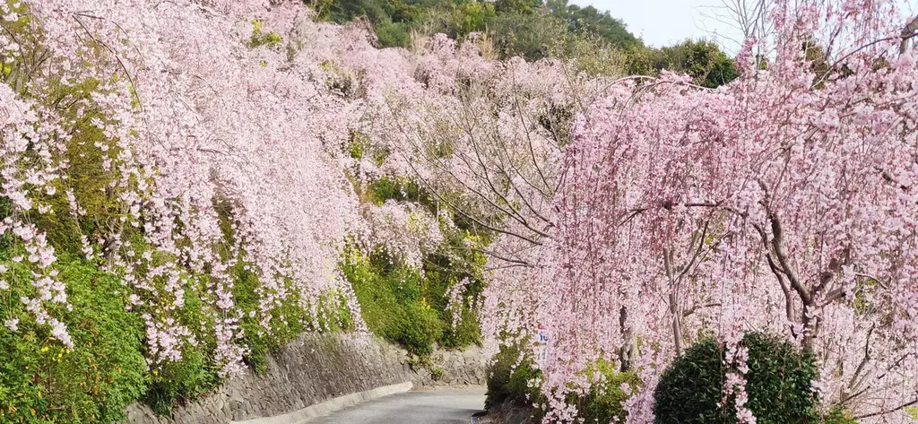 【花見山 鳴門】しだれ桜と青い海の絶景☆さくら祭りへホテルから送迎バスが新登場＜3月27日～4月10日＞ 画像 6