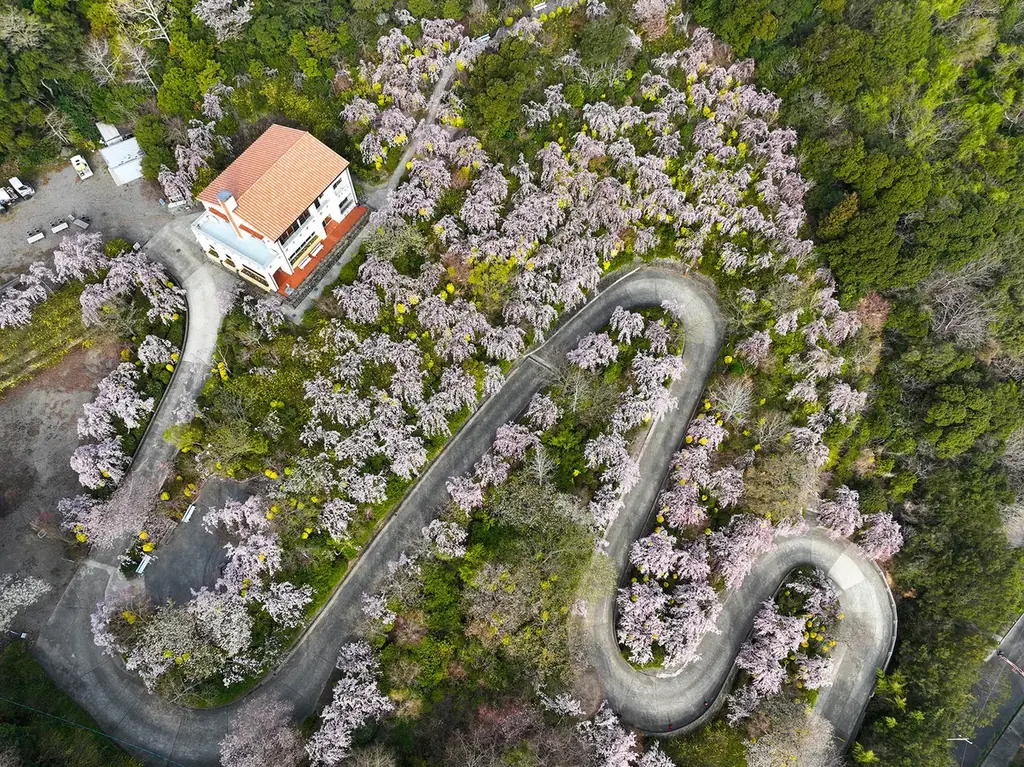 【花見山 鳴門】しだれ桜と青い海の絶景☆さくら祭りへホテルから送迎バスが新登場＜3月27日～4月10日＞ 画像 7