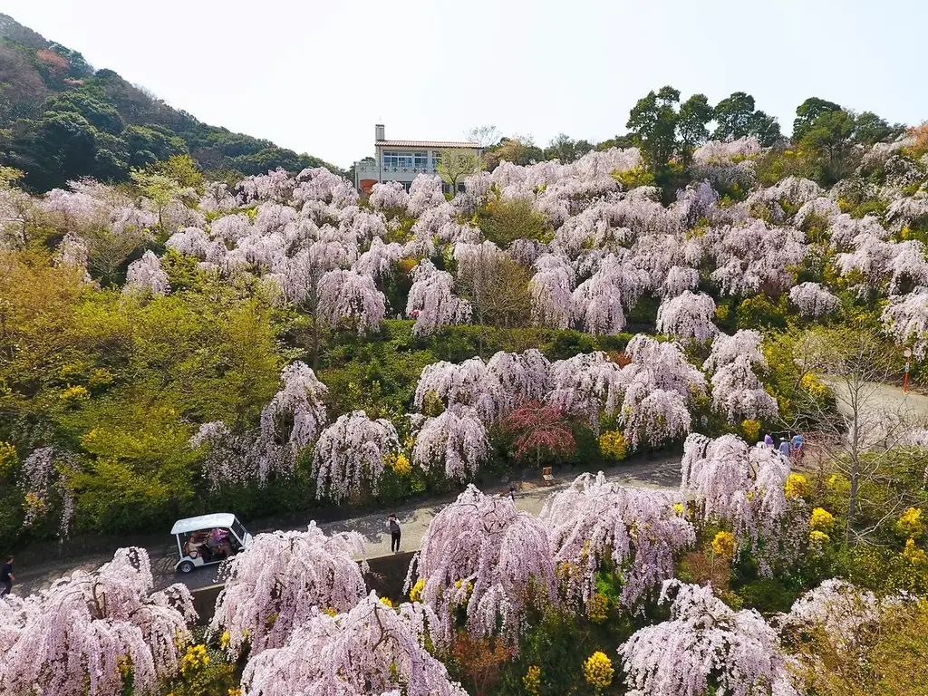 【花見山 鳴門】しだれ桜と青い海の絶景☆さくら祭りへホテルから送迎バスが新登場＜3月27日～4月10日＞ 画像 9