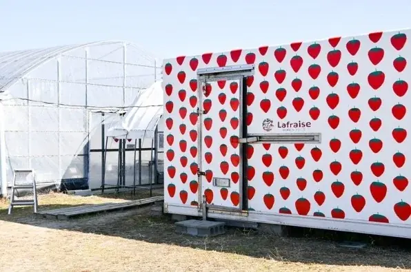 【福岡県大木町】自分で収穫した苺が主役の特別なパティシエ体験。摘みたて「あまおう」とこだわりの生クリームが織りなす４日間限定イベント、2026年3月28日より開催 画像 12