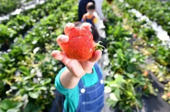 【福岡県大木町】自分で収穫した苺が主役の特別なパティシエ体験。摘みたて「あまおう」とこだわりの生クリームが織りなす４日間限定イベント、2026年3月28日より開催 画像 5