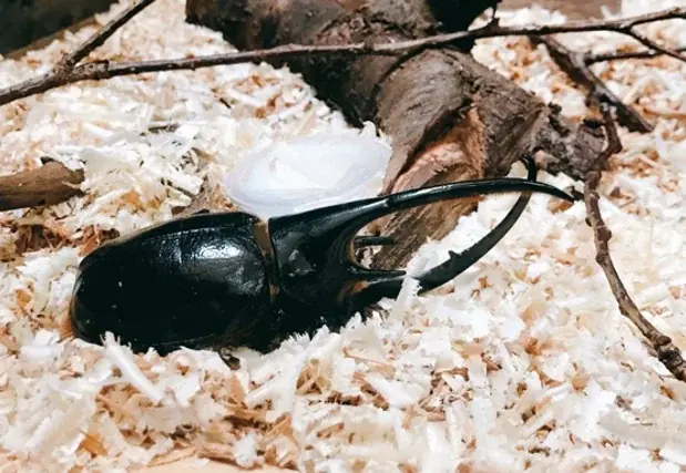 2/23開催 東住吉｜昆虫がつなぐ居場所 こもりっこ会