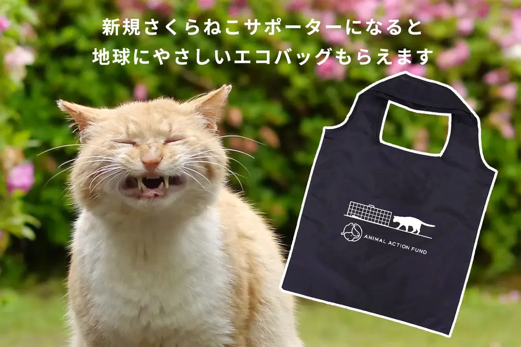 殺処分ゼロを本気で目指す公益法人がサポーターを大募集！「さくらねこを増やす1か月」キャンペーン、本日スタート！ 画像 3