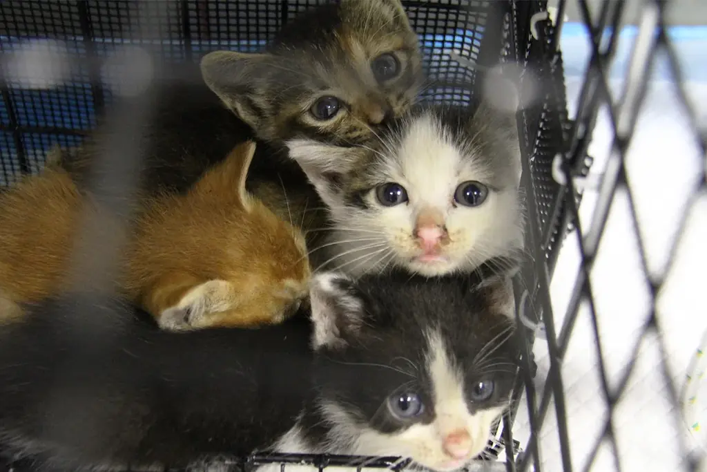 殺処分ゼロを本気で目指す公益法人がサポーターを大募集！「さくらねこを増やす1か月」キャンペーン、本日スタート！ 画像 5