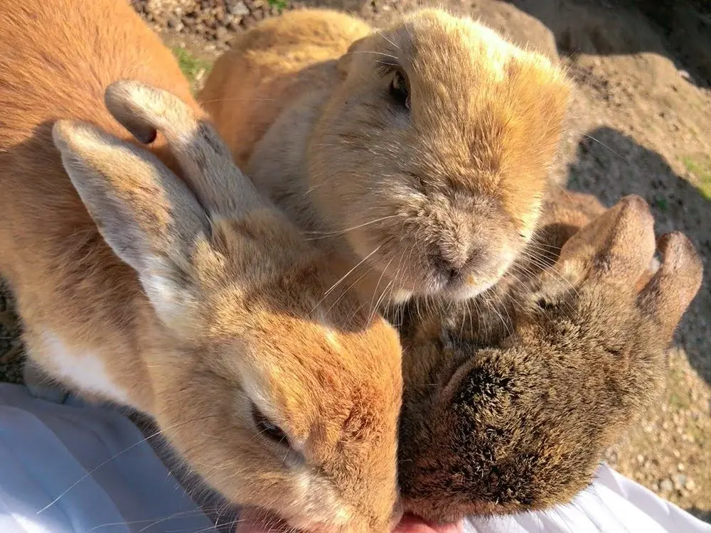 不登校・いじめを経験した早稲田大生×ZEN大生がつくる合宿プログラム『安心せぇや』/うさぎ島で初開催「“心理的安全性”を日本の学生に広めたい」 画像 2