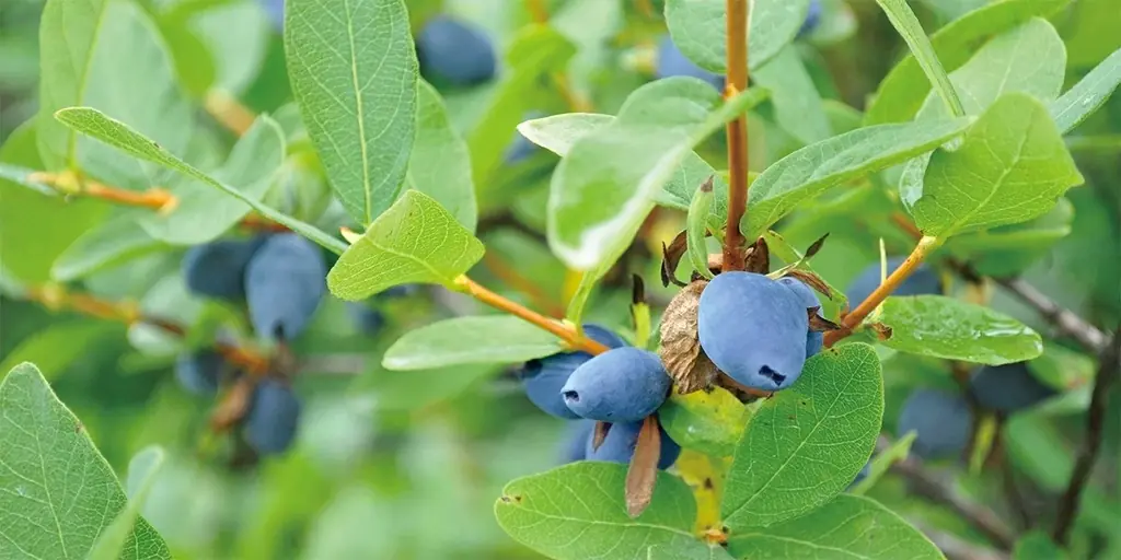 【北海道物産展　新発売】2026年最初の「春の北海道展」は、北海道の宝石“ハスカップ”が主役！もりもとのハスカップスイーツ「バターサンド ハスカップ」がジェイアール名古屋タカシマヤで先行販売。 画像 7