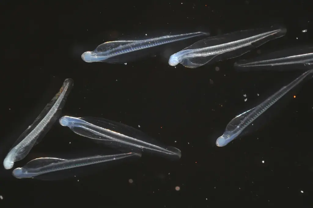 “えのすい”に まめっちたちがやってくる!　特別イベント『えのすいで発見!!たまごっちと海のなかまたち!』開催 画像 2