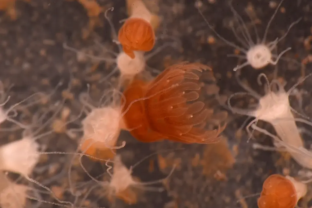 “えのすい”に まめっちたちがやってくる!　特別イベント『えのすいで発見!!たまごっちと海のなかまたち!』開催 画像 3