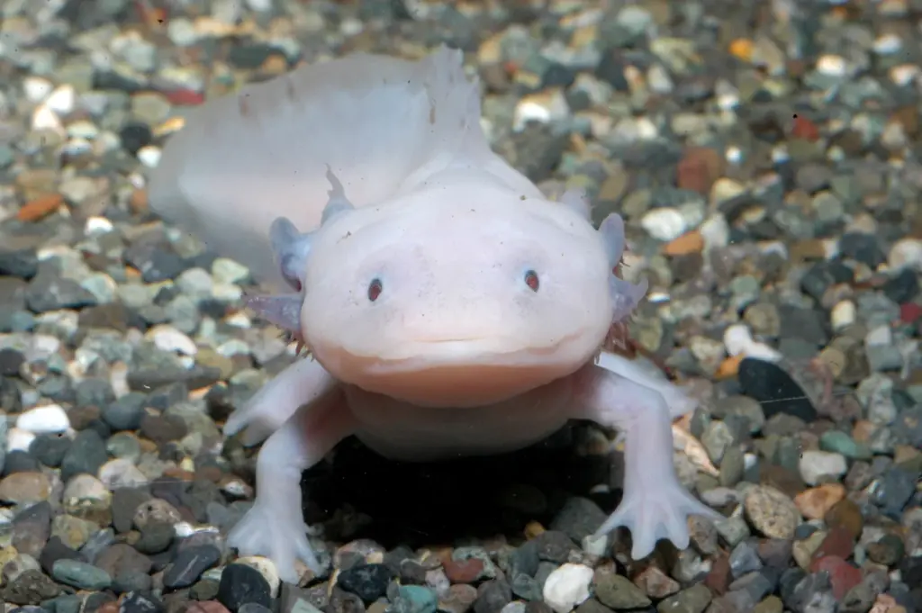 “えのすい”に まめっちたちがやってくる!　特別イベント『えのすいで発見!!たまごっちと海のなかまたち!』開催 画像 5