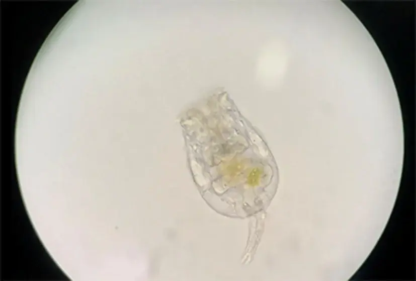 “えのすい”に まめっちたちがやってくる!　特別イベント『えのすいで発見!!たまごっちと海のなかまたち!』開催 画像 6