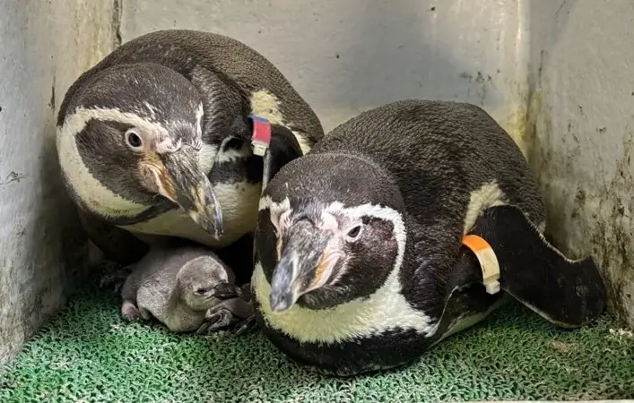 “えのすい”に まめっちたちがやってくる!　特別イベント『えのすいで発見!!たまごっちと海のなかまたち!』開催 画像 8