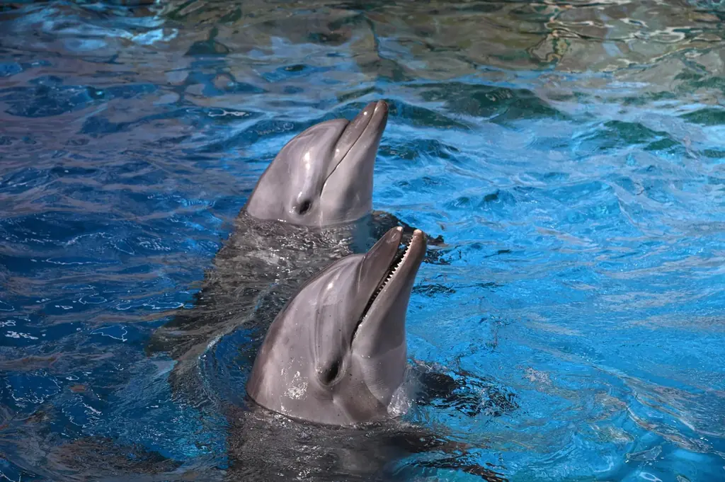 “えのすい”に まめっちたちがやってくる!　特別イベント『えのすいで発見!!たまごっちと海のなかまたち!』開催 画像 9