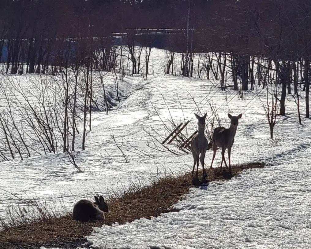 合同会社つれづれ、FOODEX2026 に出展決定。「エシカプラセンタ」をご覧いただけます。～エシカプラセンタとは何か～ 画像 2