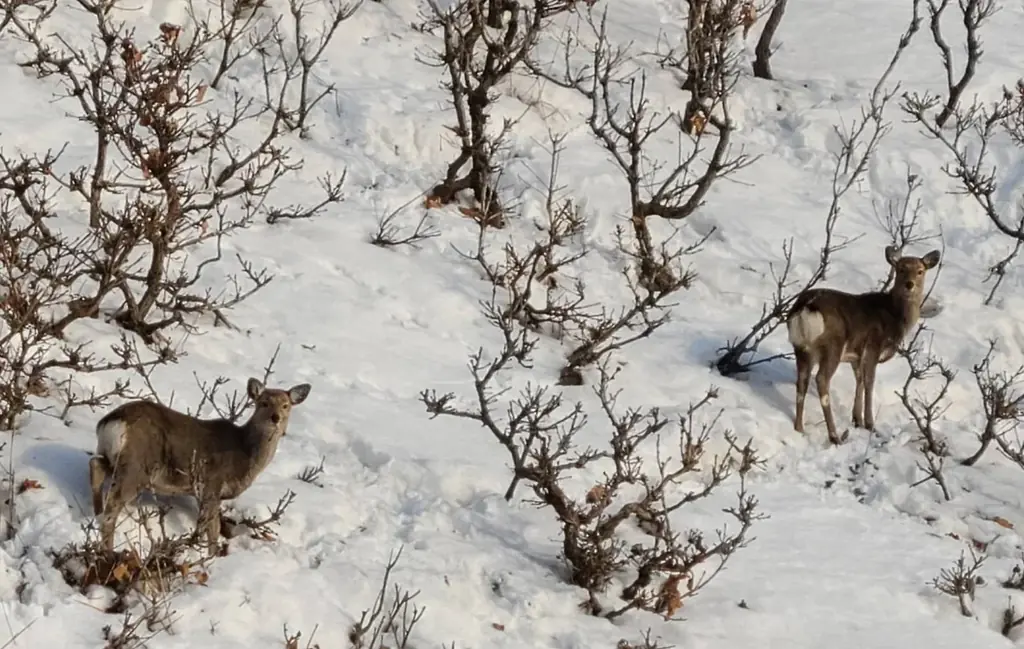 合同会社つれづれ、FOODEX2026 に出展決定。「エシカプラセンタ」をご覧いただけます。～エシカプラセンタとは何か～ 画像 3