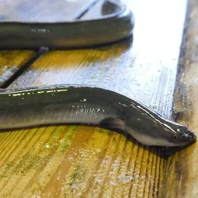 「浜松・浜名湖うまいもんフェア2026」開催！浜松・浜名湖地域の農畜水産物を集めたフェアを2/24より開催いたします！ 画像 3