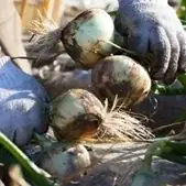 「浜松・浜名湖うまいもんフェア2026」開催！浜松・浜名湖地域の農畜水産物を集めたフェアを2/24より開催いたします！ 画像 9