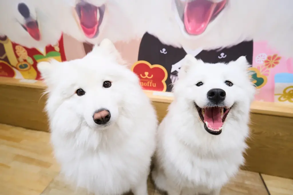 【サモエドカフェmoffu × 17LIVE】渋谷の大型ビジョンに“真っ白な癒やし”が降臨！人気ライバー出演CM放映＆来店促進キャンペーンを2月23日（月）より開始 画像 1