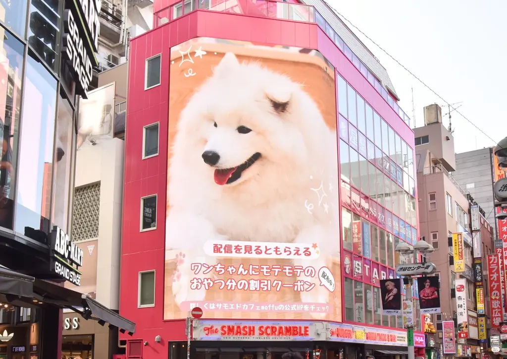 【サモエドカフェmoffu × 17LIVE】渋谷の大型ビジョンに“真っ白な癒やし”が降臨！人気ライバー出演CM放映＆来店促進キャンペーンを2月23日（月）より開始 画像 2
