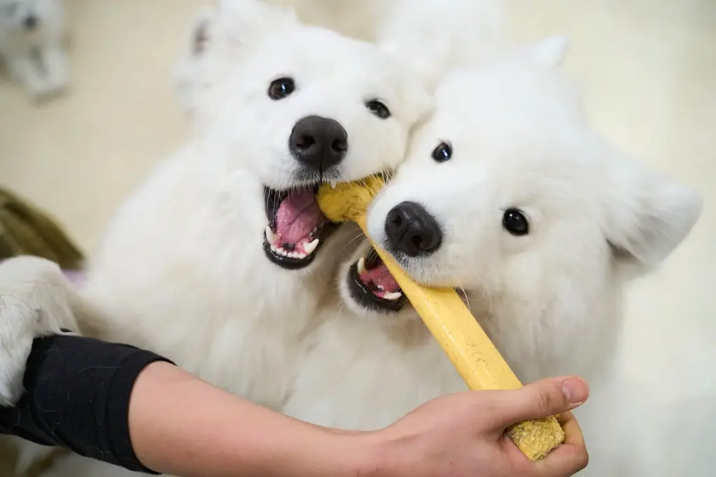 【サモエドカフェmoffu × 17LIVE】渋谷の大型ビジョンに“真っ白な癒やし”が降臨！人気ライバー出演CM放映＆来店促進キャンペーンを2月23日（月）より開始 画像 7