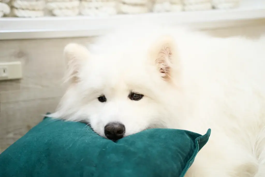 【サモエドカフェmoffu × 17LIVE】渋谷の大型ビジョンに“真っ白な癒やし”が降臨！人気ライバー出演CM放映＆来店促進キャンペーンを2月23日（月）より開始 画像 8