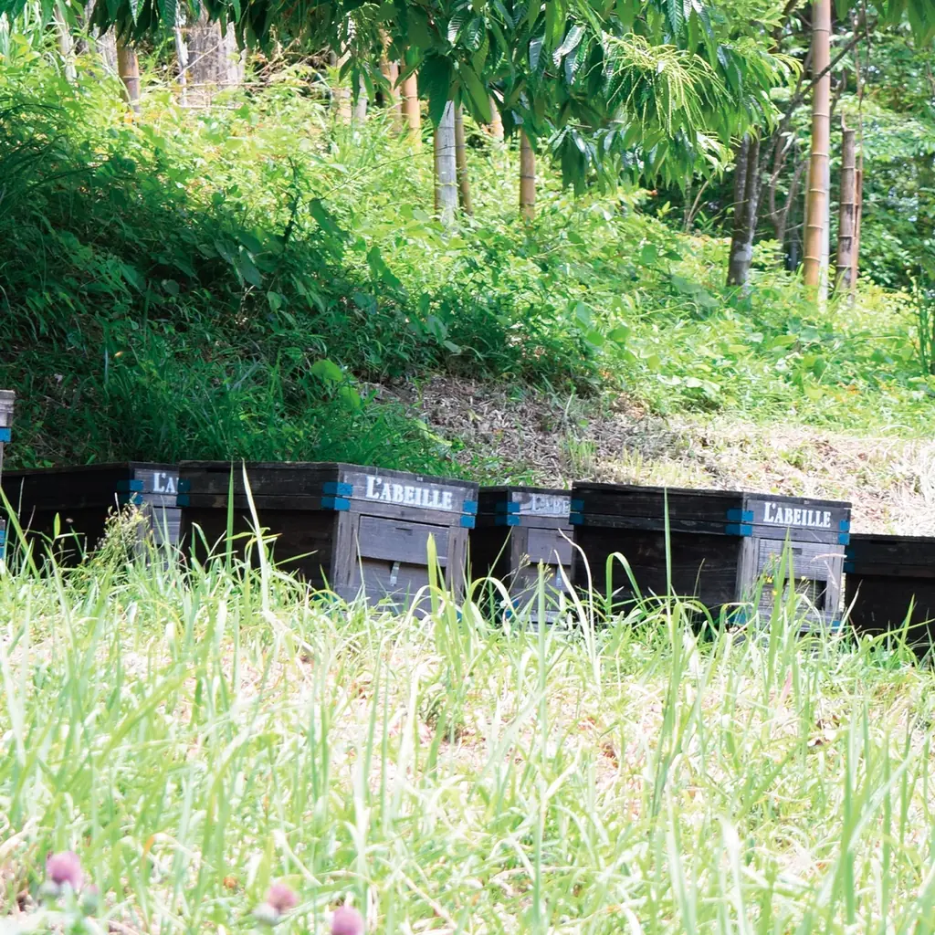 【ラベイユ】桜シーズン限定！桜の開花時期に合わせてミツバチが集めた稀少な逸品「桜のはちみつ」2種 画像 5