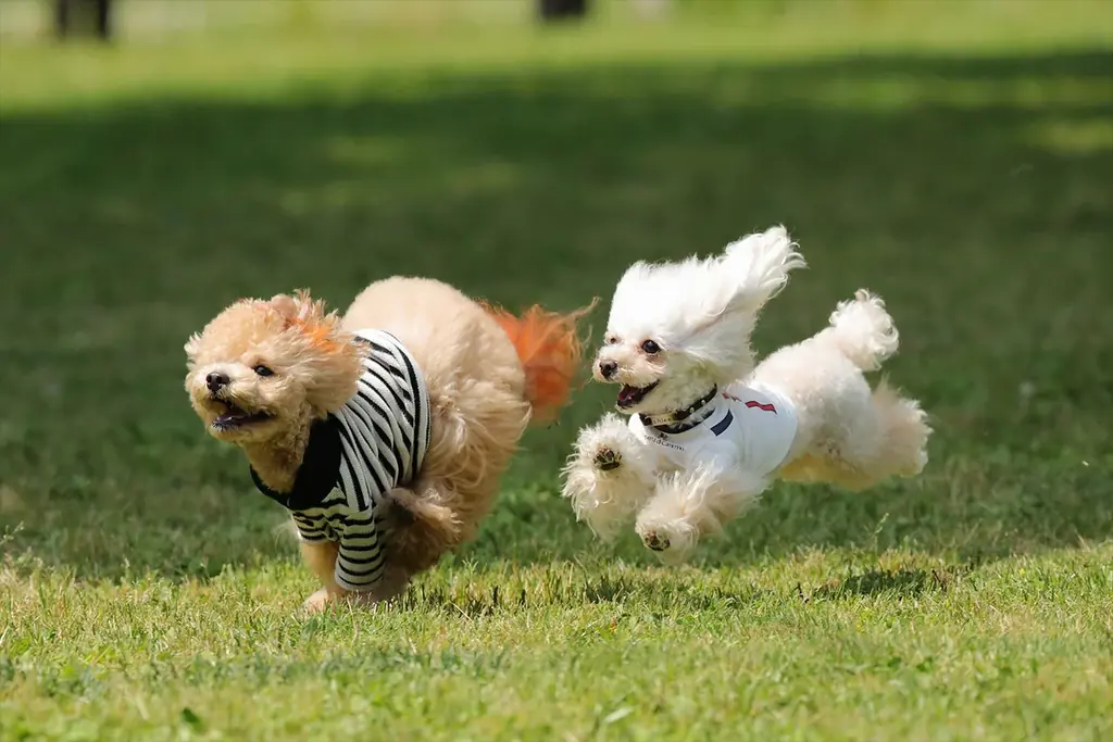 【2026年3月グランドオープン】日本初！グランピング×動物園×遊園地が融合した新たなリゾート「グランフィルリゾーツ東武 ‐GRANPHIL RESORTS TOBU‐ 」（埼玉県・白岡）誕生。 画像 6