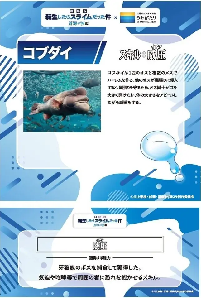 【上越市立水族博物館 うみがたり】『転生したら蒼海の水族館にダイブしていた件　うみがたり編』【２０２６年３月１１日（水）～５月６日（水）】 画像 2