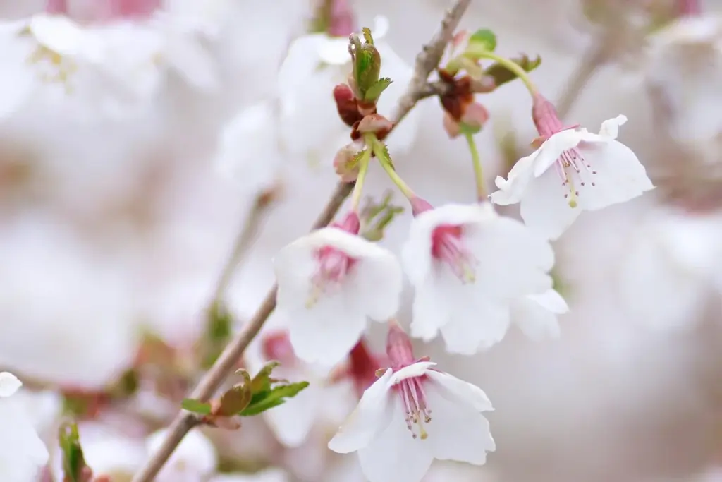 今年の春、屋上リニューアルOPEN！2026年3月20日（金・祝） 画像 7