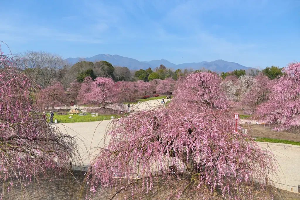【速報】鈴鹿の森庭園のしだれ梅が間もなく見頃に。夜間ライトアップは2月25日から実施中 画像 1