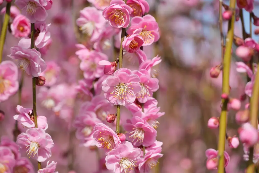 【速報】鈴鹿の森庭園のしだれ梅が間もなく見頃に。夜間ライトアップは2月25日から実施中 画像 2