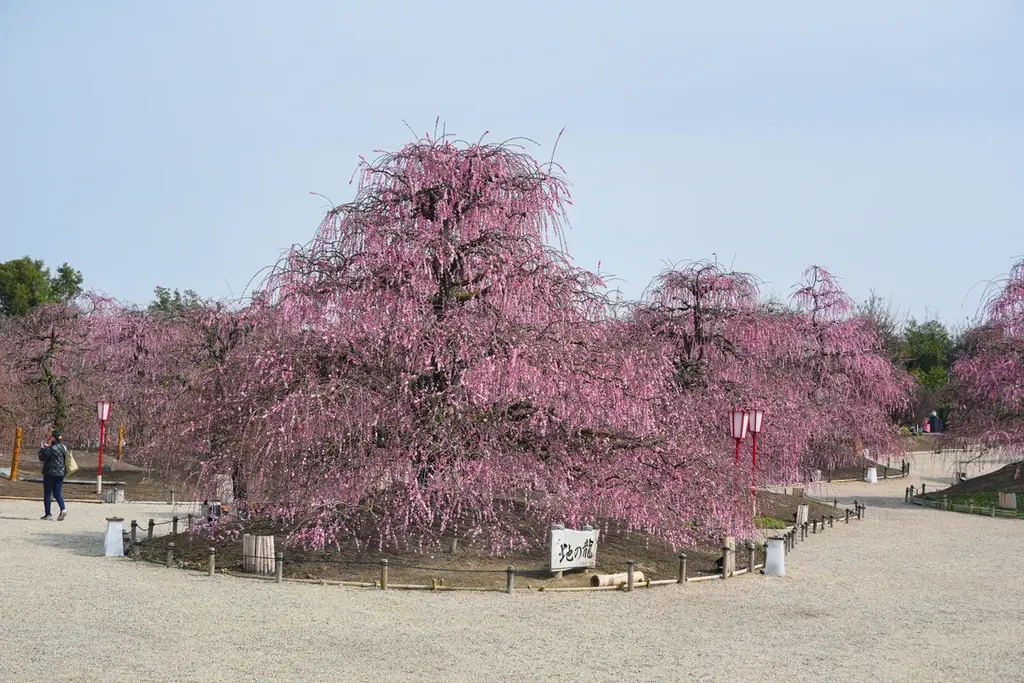 【速報】鈴鹿の森庭園のしだれ梅が間もなく見頃に。夜間ライトアップは2月25日から実施中 画像 3